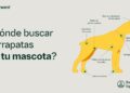 Dónde buscar garrapatas en tu mascota