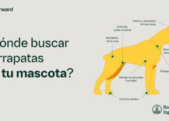 Dónde buscar garrapatas en tu mascota