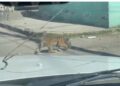 Cachorro de tigre deambula por calles de Durango