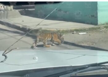 Cachorro de tigre deambula por calles de Durango
