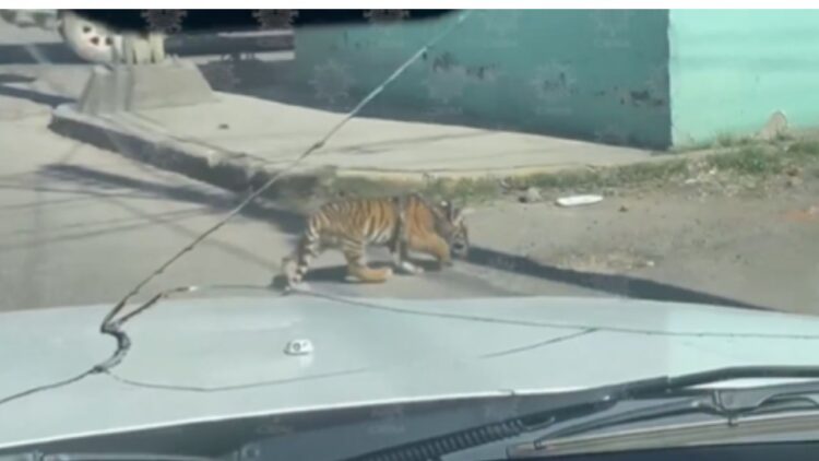 Cachorro de tigre deambula por calles de Durango