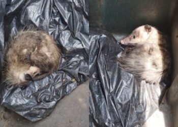 Rescatan a dos tlacuachitos de un contenedor de basura en Tlalpan