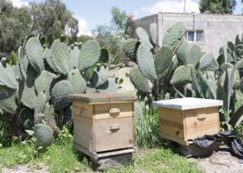 En Tecámac se Implementa Programa de Protección de las Abejas, Especie en Peligro de Extinción
