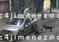Joven es perseguido por jauría de perros en Tláhuac; así reacciona