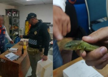 Resguardan a lagarto encontrado en la estación Cuauhtémoc del Metro