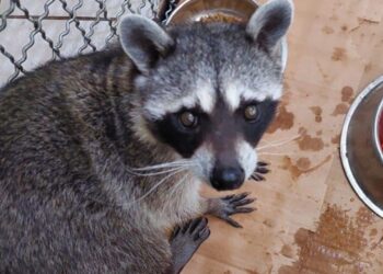 Resguardan a mapache que se encontraba dentro de una vivienda en Iztapalapa