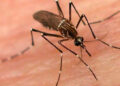 OMS alerta por peligro de mosquitos; son de los más letales por enfermedades que transmiten