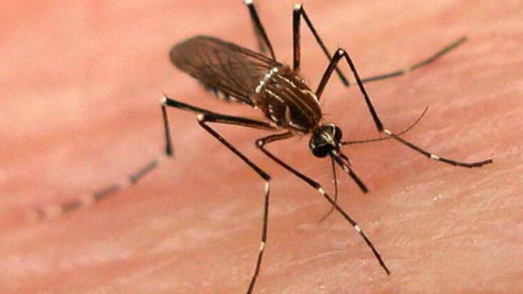 OMS alerta por peligro de mosquitos; son de los más letales por enfermedades que transmiten