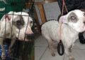Rescatan a perrita maltratada y a sus cachorros en la Álvaro Obregón