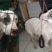 Rescatan a perrita maltratada y a sus cachorros en la Álvaro Obregón