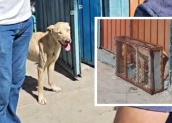 Rescatan a perrita encerrada en jaula diminuta por dueños de un taller en Puebla
