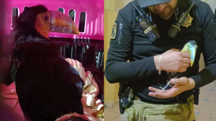 Rescatan a tucán piquiverde, especie en peligro de extinción, en Iztapalapa