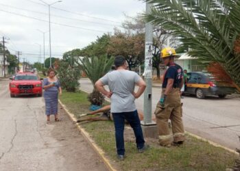 Muere un caballo a plena calle en Tamaulipas; el tercero en menos de un mes