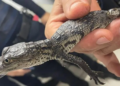 Rescatan reptil bebé en la Línea B del Metro CDMX