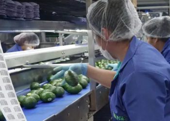 Sader se encargará de supervisar huertos para exportación de aguacate