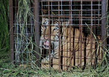 Capturan a tigre que escapó de zoológico en Reynosa