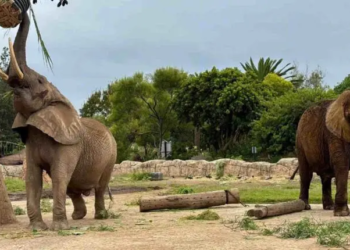 Ely, la elefanta más triste del mundo, recibe terapia láser en el zoológico de San Juan Aragón