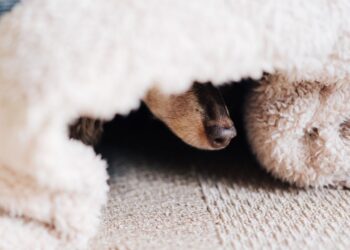 Activan alerta por frío para este sábado