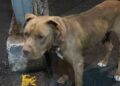 Resguardan a perrito que fue abandonado en Iztapalapa