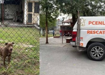 Pitbull ataca a tres estudiantes de secundaria en Monterrey