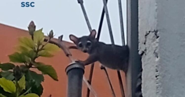Rescatan a cacomixtle en la colonia Constitución de 1917