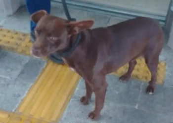 Rescate de perrito en vías de la Línea 12 del Metro provoca corte de energía