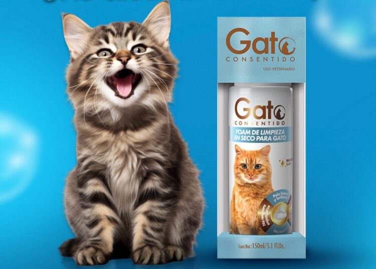 ¿Quieres adoptar un gatito? Asiste al Miau Fest 2024