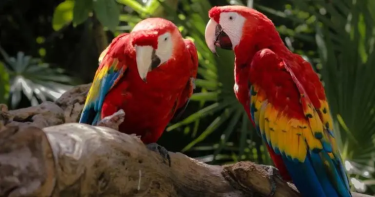Detienen a hombre con aves en cautiverio en el Metro Indios Verdes