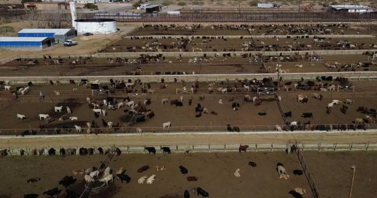 Bloqueo de EU por gusano barrenador pone en jaque a ganaderos fronterizos