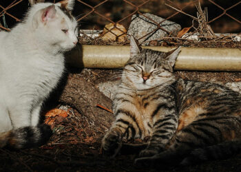 Funeral Pet transforma las cenizas de mascotas en arte para salvar a perros abandonados
