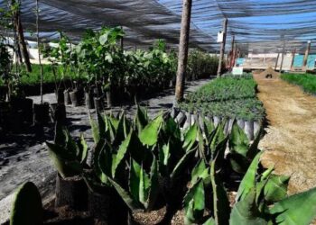 Sheinbaum presentará al G20 el programa ‘Sembrando Vida’