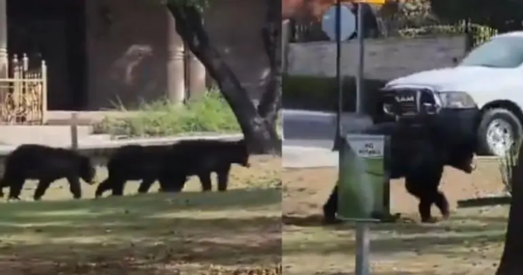Captan a osa y sus tres oseznos paseando en calles de Nuevo León