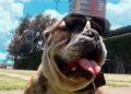Murió ‘Logan’ el famoso perrito patinador de la UNAM