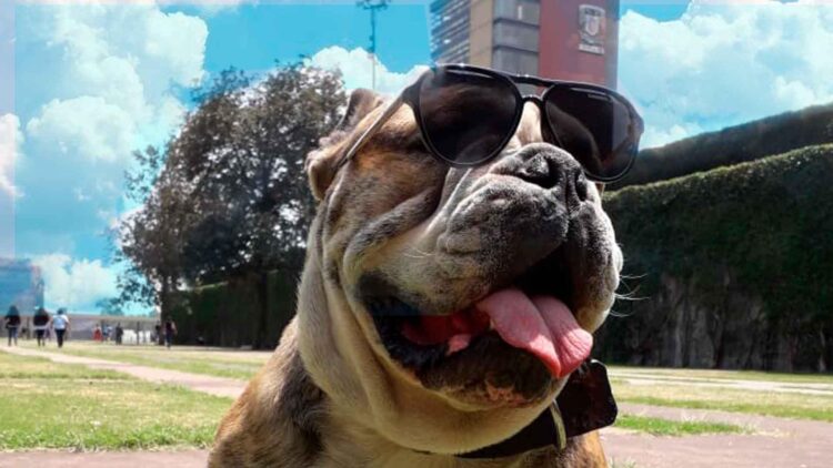Murió ‘Logan’ el famoso perrito patinador de la UNAM