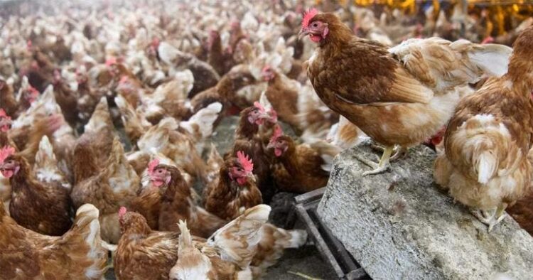 Suman 76 casos de gripe aviar en humanos, la OMS mantiene alerta baja