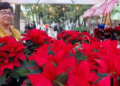 Arranca tradicional Festival Flores de Nochebuena en Paseo de la Reforma