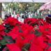 Arranca tradicional Festival Flores de Nochebuena en Paseo de la Reforma