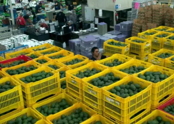 Aguacateros confían en seguir con exportaciones a EU