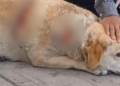 Atacan a machetazos a perrita ‘Gordita’ en Cuatlancingo, Puebla