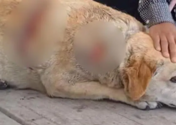 Atacan a machetazos a perrita ‘Gordita’ en Cuatlancingo, Puebla