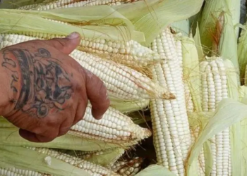 Acusan a panel del T-MEC de no priorizar a mexicanos sobre maíz transgénico
