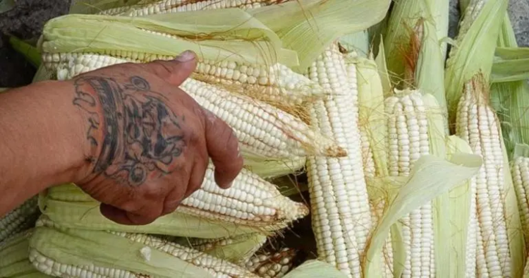 Acusan a panel del T-MEC de no priorizar a mexicanos sobre maíz transgénico