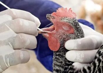 Confirman primera muerte humana por gripe aviar en EU