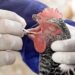 Confirman primera muerte humana por gripe aviar en EU