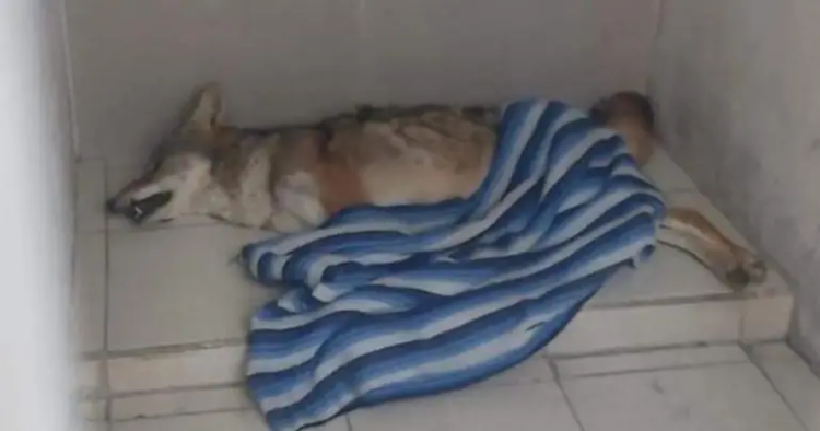 Rescatan a un coyote que vivía en la azotea de una casa en Cuautitlán