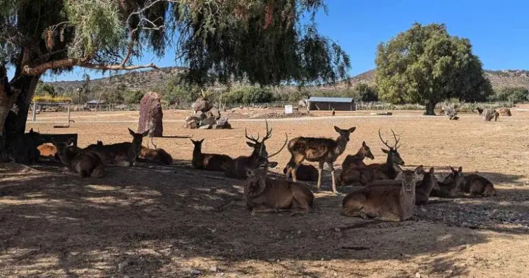 Reserva en Hidalgo permite interacción directa con más de 800 animales