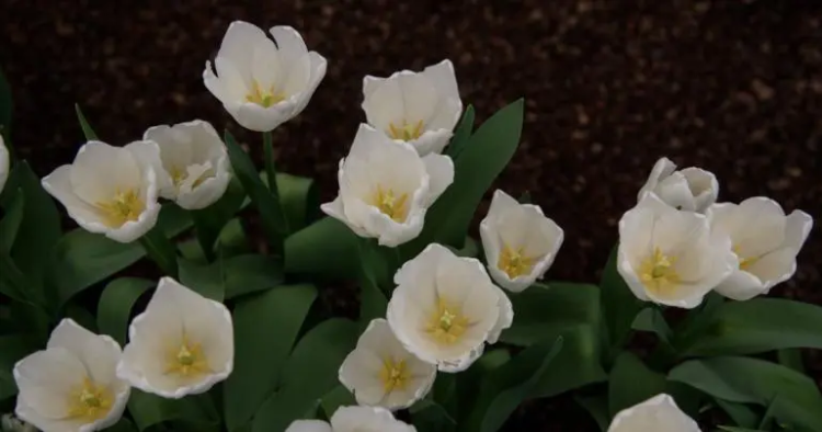 Producen 435 mil tulipanes en Tláhuac y Xochimilco: Sedema