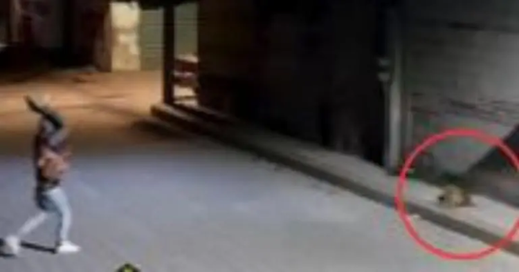 Liberan a sujeto que lanzó una piedra al perrito ‘Huesitos’ en Puebla; solo pagó multa