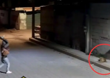 Sujeto arroja piedra sobre perrito ‘Huesitos’ mientras dormía en Puebla