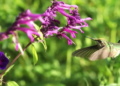 Descubren cinco nuevas especies de colibríes en el Bosque de Chapultepec